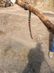 Lampropeltis annulata