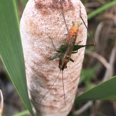 Conocephalus attenuatus