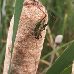 Conocephalus attenuatus