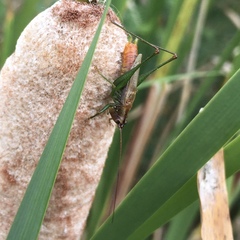 Conocephalus attenuatus