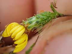 Lessingia pectinata pectinata