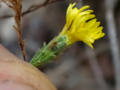 Lessingia pectinata pectinata