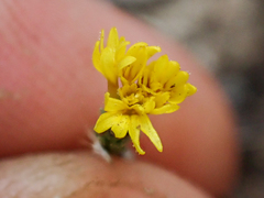 Lessingia pectinata pectinata