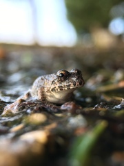 Fejervarya kawamurai