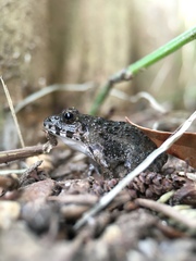 Fejervarya kawamurai