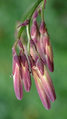 Notoseris melanantha