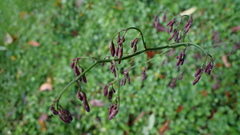 Notoseris melanantha
