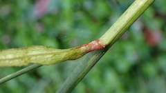 Notoseris melanantha