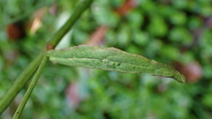 Notoseris melanantha