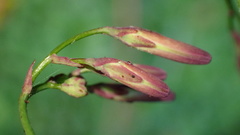 Notoseris melanantha