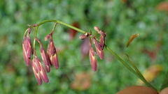 Notoseris melanantha