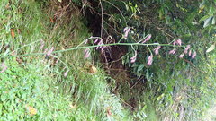 Notoseris melanantha