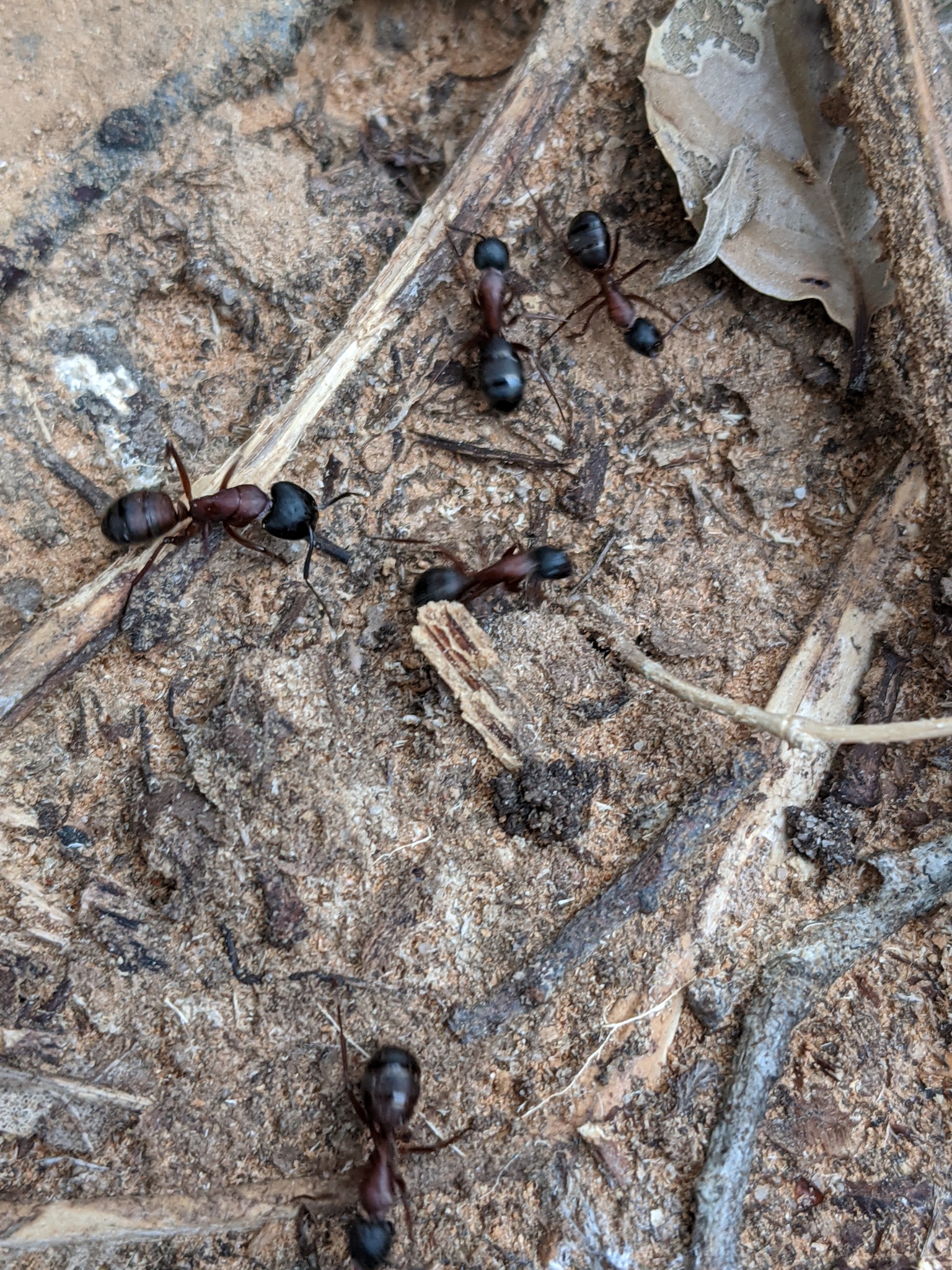 Camponotus vicinus