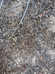 Lessingia pectinata pectinata