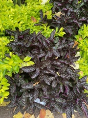 Hemigraphis alternata