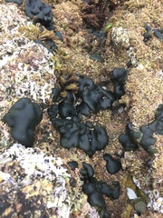 Codium convolutum