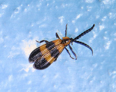 Calopteron reticulatum