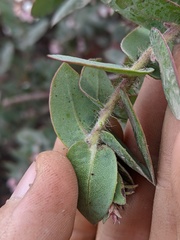 Arctostaphylos pajaroensis