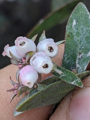 Arctostaphylos pajaroensis