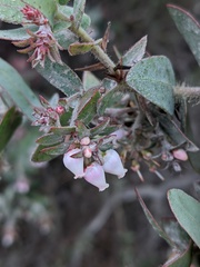 Arctostaphylos pajaroensis
