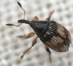 Nanophyes marmoratus