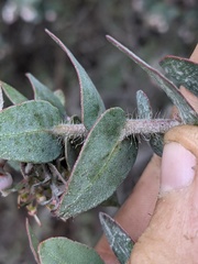 Arctostaphylos pajaroensis