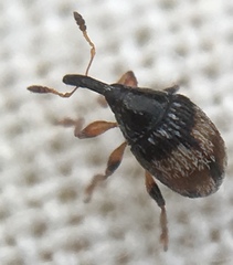 Nanophyes marmoratus