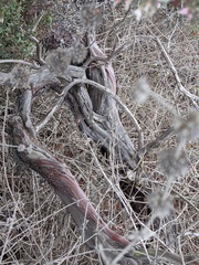 Arctostaphylos pajaroensis