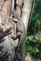 Ctenosaura oaxacana