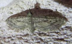 Eupithecia longidens