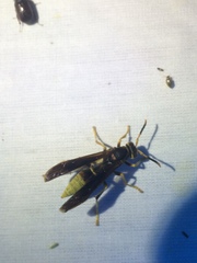 Polistes comanchus navajoe