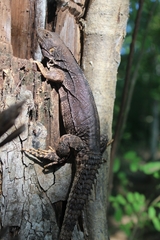 Ctenosaura oaxacana
