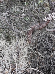 Arctostaphylos pajaroensis