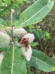 Asclepias syriaca