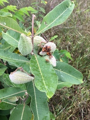 Asclepias syriaca