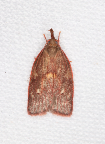 Enchocrates glaucopis Meyrick, 1883