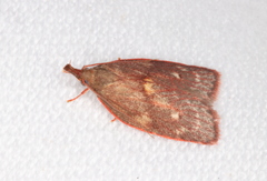 Enchocrates glaucopis