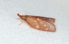 Enchocrates glaucopis