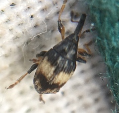 Nanophyes marmoratus