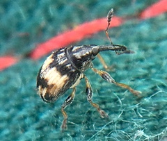 Nanophyes marmoratus