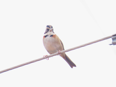 Zonotrichia capensis