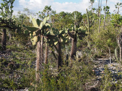 Consolea moniliformis