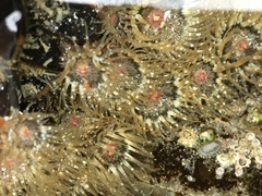 Anthopleura minima