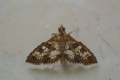 Sameodes