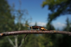 Urocerus gigas