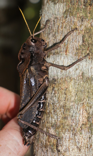 Romalea obscura