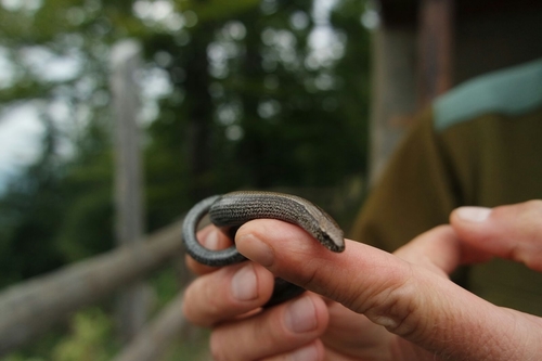 Anguis veronensis
