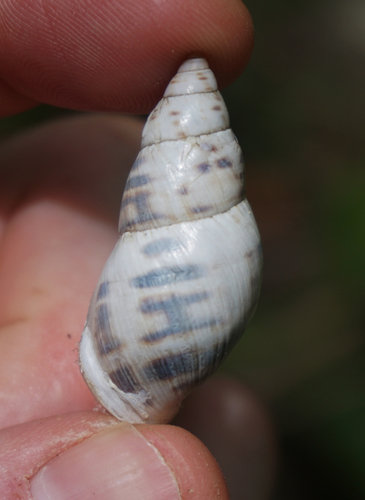 Banded Cone