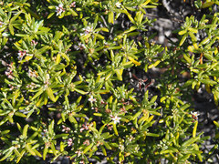 Strumpfia maritima