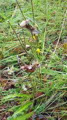 Picris hieracioides morrisonensis